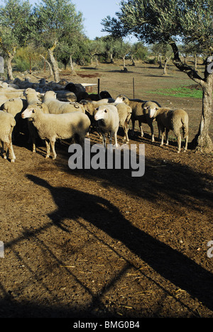 Pastor de Ovejas, Provincia de Caceres. Extremadura, España. Schafzüchter in Cáceres Provinz, Region Extremadura, Spanien Stockfoto