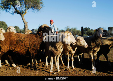 Pastor de Ovejas, Provincia de Caceres. Extremadura, España. Schafzüchter in Cáceres Provinz, Region Extremadura, Spanien Stockfoto