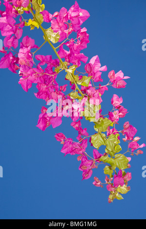 Bougainvillea in voller Blüte Stockfoto