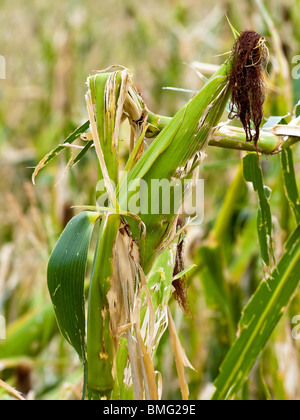 Hagelschäden. Gebogene Mais nach Hagel auf einem Maisfeld Stockfoto