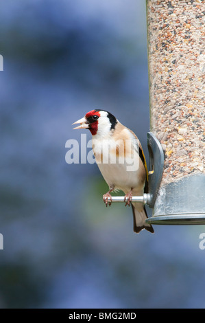 Stieglitz auf Saatgut Futterhäuschen für Vögel im Garten vor einem farbigen Hintergrund Stockfoto