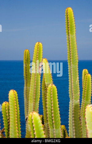 Euphorbia Canariensis oder die Kandelaber-Pflanze wächst nahe am Meer auf Gran Canaria Stockfoto