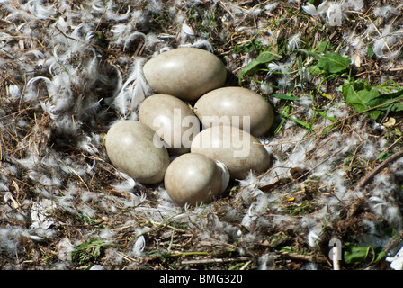 Schwäne brüten mit sechs Eiern etwa zwei Wochen vor dem schlüpfen Stockfoto