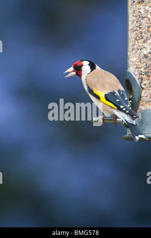 Stieglitz auf Saatgut Futterhäuschen für Vögel im Garten vor einem farbigen Hintergrund Stockfoto