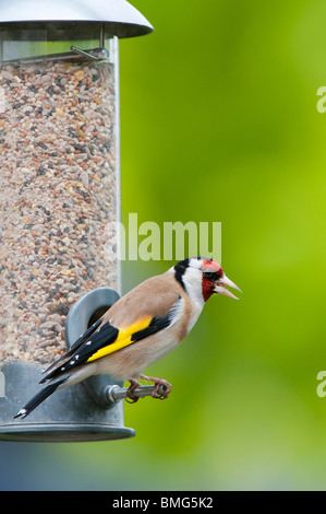 Stieglitz auf Saatgut Futterhäuschen für Vögel im Garten vor einem farbigen Hintergrund Stockfoto