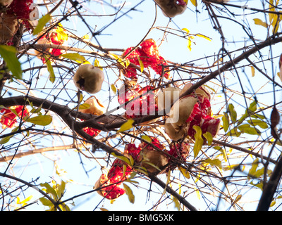 Gebrochene Granatapfel links auf Ast im Winter, Mengzi, Honghe Hani und Yi autonomen Präfektur, Provinz Yunnan, China Stockfoto