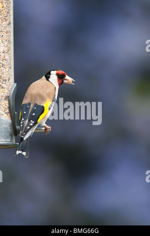 Stieglitz auf Saatgut Futterhäuschen für Vögel im Garten vor einem farbigen Hintergrund Stockfoto