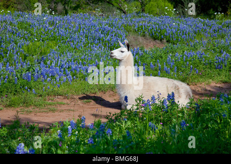Ein Lama Tier mit Wildblumen Kornblume im Hügelland von Texas, USA. Stockfoto