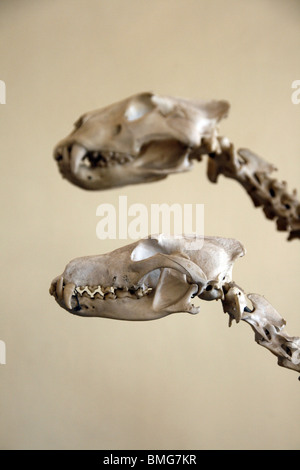 Tierskelette im Natural History museum Stockfoto