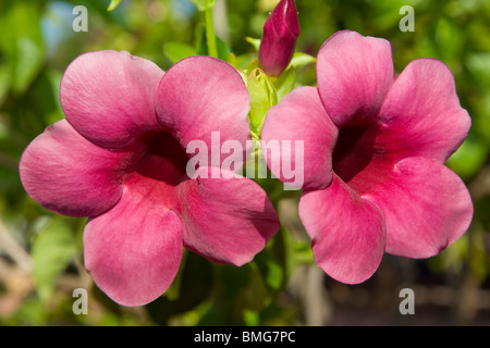 Allamanda Blanchetii oder lila Allamanda in Blüte Stockfoto