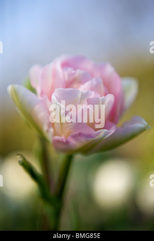 Rosa doppelte Tulpe in voller Blüte Stockfoto