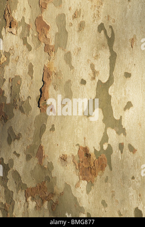 Detail der Platane Rinde hautnah Stockfoto