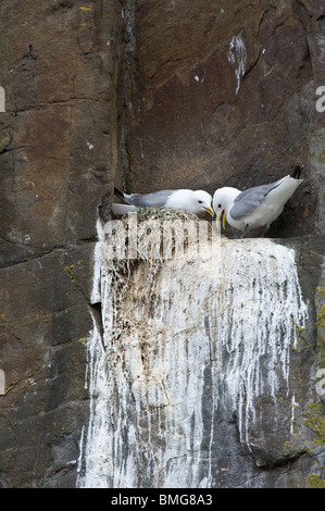 Dreizehenmöwe (Rissa Tridactyla) paar Abbinden Verhalten im Nest Cliff Dunstanburgh Castle Point Northumberland England UK Europe Stockfoto