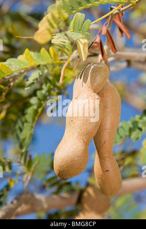 Tamarind-Hülsen auf dem Baum wächst Stockfoto