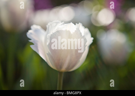 Eine weiße und rosa Papagei-Tulpe in voller Blüte Stockfoto