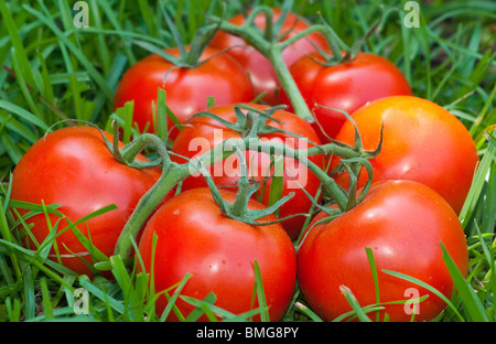 Reben gereifte Tomaten Stockfoto