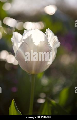 Eine weiße und rosa Papagei-Tulpe in voller Blüte Stockfoto