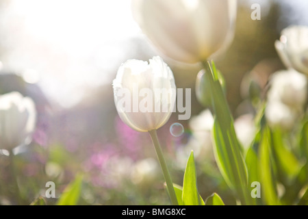 Ein weiß-rosa Papagei-Tulpen in voller Blüte Stockfoto