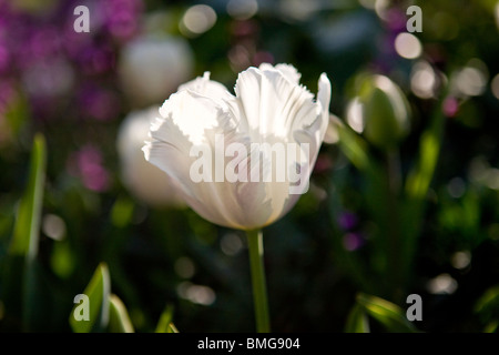 Eine weiße und rosa Papagei-Tulpe in voller Blüte Stockfoto