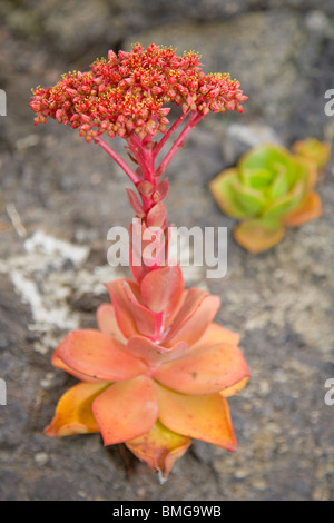Aeonium Nobile in Blume wächst auf Lavastein Stockfoto