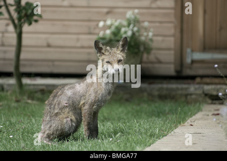 Ein Raudigen Fuchs In Einem Stadtischen Garten Stockfotografie Alamy