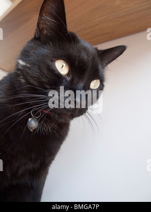 Eine junge schwarze Birma Katze. Stockfoto