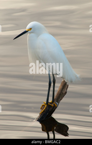 Snowy Silberreiher (Egretta unaufger), Zucht, Farbe und Gefieder. Stockfoto