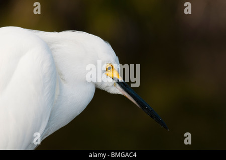 Snowy Silberreiher (Egretta unaufger), Zucht, Farbe und Gefieder. Stockfoto