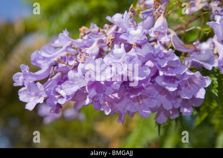 Jacaranda Acutifolia oder Mimosifolia Blumen Stockfoto