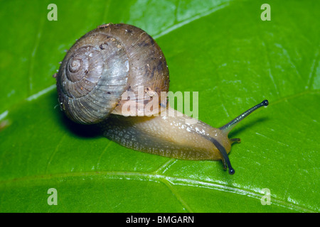 Kleine Schnecke Makro Stockfoto