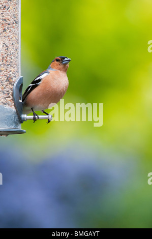 Fringilla Coelebs. Männlichen Buchfinken Fütterung auf ein Futterhäuschen für Vögel Samen Stockfoto