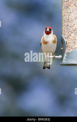 Stieglitz auf Saatgut Futterhäuschen für Vögel im Garten vor einem farbigen Hintergrund Stockfoto