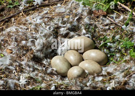 Schwäne brüten mit sechs Eiern etwa zwei Wochen vor dem schlüpfen Stockfoto