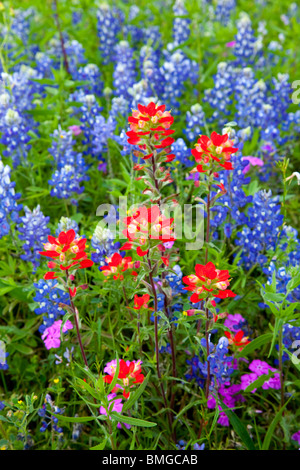 Indian Paintbrush und Kornblume Wildblumen im Texas Hill Country in der Nähe von Burnett, Texas, USA. Stockfoto