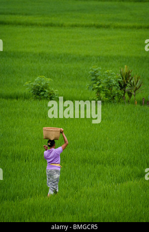 Eine Frau fängt ihre Tage Arbeit in den Reisfeldern im Dorf Ubud, Bali. Die üppigen grünen Reis ist fast bereit zu ernten. Stockfoto