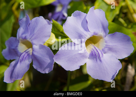 Blumen der Uhr Rebe Thunbergia grandiflora Stockfoto