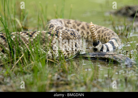 Klappern der westlichen Diamondback Klapperschlange - Los Novios Ranch - in der Nähe von Cotulla, Texas USA Stockfoto