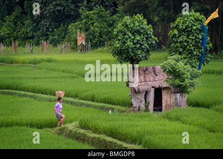 Eine Frau fängt ihre Tage Arbeit in den Reisfeldern im Dorf Ubud, Bali. Die üppigen grünen Reis ist fast bereit zu ernten. Stockfoto