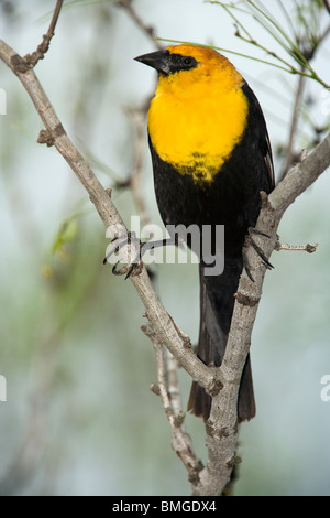 Gelb-vorangegangene Amsel - Los Novios Ranch - in der Nähe von Cotulla, Texas USA Stockfoto