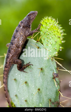 Texas Spiny Lizard - Los Novios Ranch - in der Nähe von Cotulla, Texas USA Stockfoto