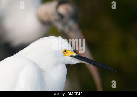 Snowy Silberreiher (Egretta unaufger), Zucht, Farbe und Gefieder, Holz-Storch (Mycteria Americana) im Hintergrund. Stockfoto