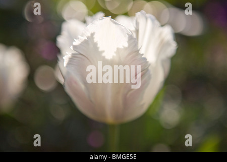 Eine weiße und rosa Papagei-Tulpe in voller Blüte Stockfoto