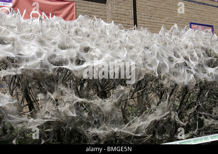 Ein Busch in London in der kommunalen Web der Spindel Hermelin Motte abgedeckt Stockfoto