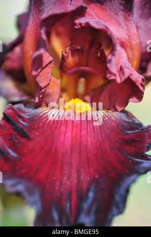 Iris Blume BATTLE ROYAL Stockfoto