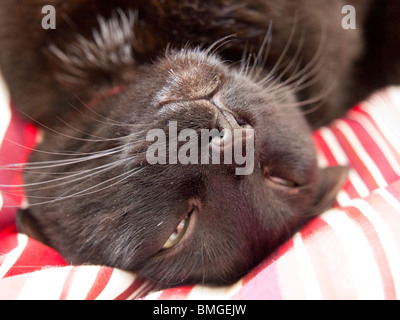 Eine junge schwarze birmanischen Katze zurück auf seinem Bett. Stockfoto