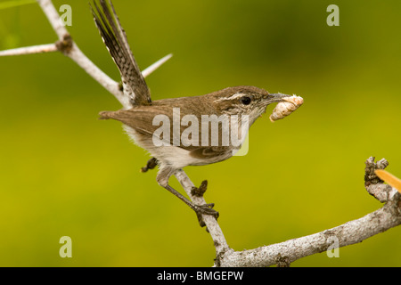 Bewick ´s Wren - Los Novios Ranch - in der Nähe von Cotulla, Texas USA Stockfoto