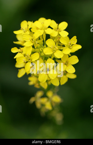 Ball Senf, Neslia Paniculata, Brassicaceae (Cruciferae) Stockfoto