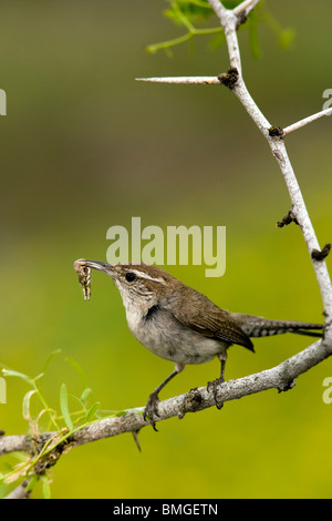 Bewick ´s Wren - Los Novios Ranch - in der Nähe von Cotulla, Texas USA Stockfoto