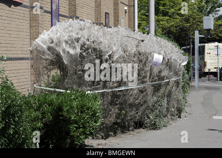 Ein Busch in London in der kommunalen Web der Spindel Hermelin Motte abgedeckt Stockfoto