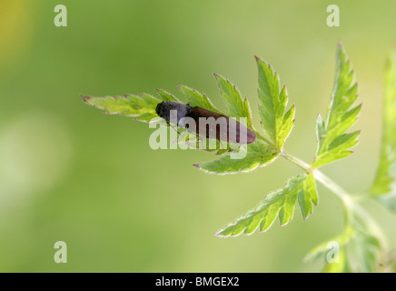 Klicken Sie auf Käfer, Athous Haemorrhoidalis, Elateridae, UK Stockfoto